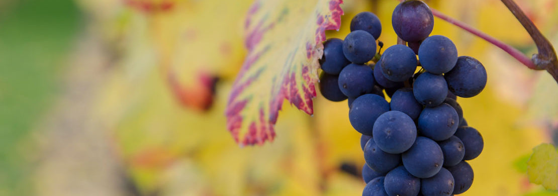 Unsere Reben werden bereits in Form gebracht