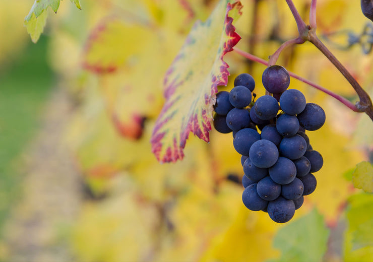 Unsere Reben werden bereits in Form gebracht